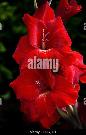 Schöne rote Gladiolen mit samtigen Blüten auf schwarzem Hintergrund - vintage floral background. Blumenzucht, Gartenarbeit oder festliche Konzept. Selektive foc Stockfoto