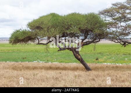 Tansania. Der Tarangire National Park. Lions in Baum, Silale Sümpfe im Hintergrund. Stockfoto