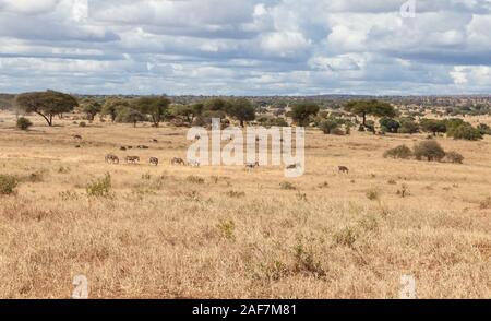 Tansania. Der Tarangire National Park. Malerische Aussicht mit Zebras in der trockenen Jahreszeit. Stockfoto