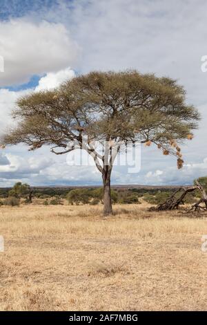 Tansania. Der Tarangire National Park. Vögel Nester in Akazie. Stockfoto