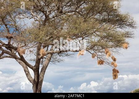 Tansania. Der Tarangire National Park. Vögel Nester in Akazie. Stockfoto