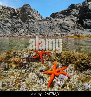 Zwei rote Meer Sterne, Echinaster sepositus, Unterwasser in der Nähe von felsigen Ufer, geteilte Ansicht oberhalb und unterhalb der Wasseroberfläche, Mittelmeer, Frankreich Stockfoto