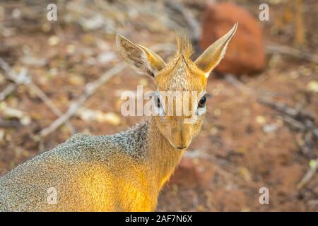 Nahaufnahme eines Dik Dik Antilope in der Waterberg Plateau Nationalpark in Namibia, Afrika. Stockfoto