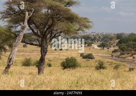 Tansania. Der Tarangire National Park, malerischen Blick. Stockfoto