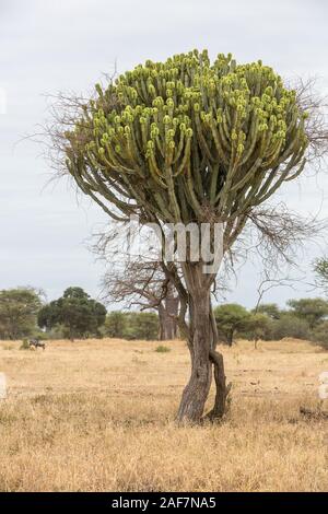 Tansania. Der Tarangire National Park, Kandelaber Baum (Euphorbia ingens). Stockfoto