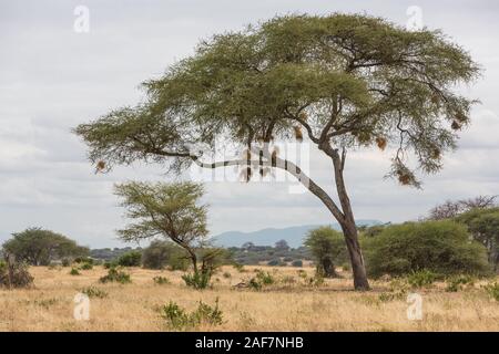 Tansania. Der Tarangire National Park Landschaft, Akazie mit Vögeln' Nester. Stockfoto