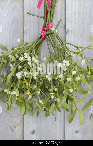 Viscum album. Ein Bündel von Mistel mit Beeren hängen auf Holz Zaun im Dezember. Großbritannien Stockfoto