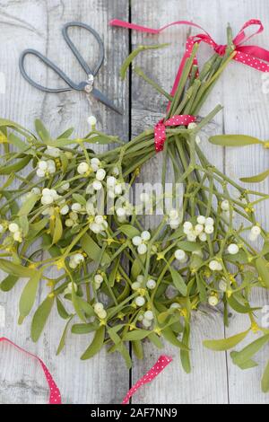 Viscum album. Erstellen einer Weihnachten Blumenstrauß von Mistel mit Beeren im Dezember. Großbritannien Stockfoto