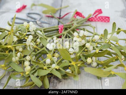 Viscum album. Erstellen einer Weihnachten Blumenstrauß von Mistel mit Beeren im Dezember. Großbritannien Stockfoto