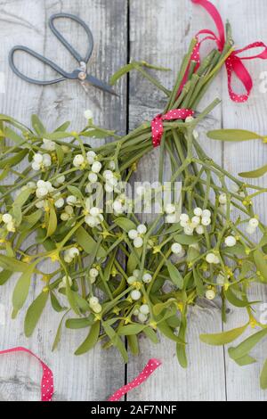 Viscum album. Erstellen einer Weihnachten Blumenstrauß von Mistel mit Beeren im Dezember. Großbritannien Stockfoto