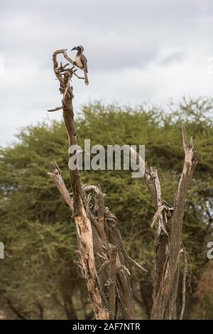 Tansania. Der Tarangire National Park. African Grey Nashornvogel (Tockus Nasutus) ruht auf einem toten Baum. Stockfoto
