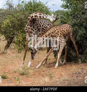 Tansania. Masai Giraffen kämpfen. Der Tarangire National Park. Stockfoto