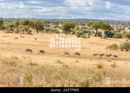 Tansania. Der Tarangire National Park. Malerische Landschaft Stockfoto