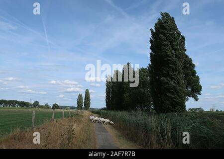 Schafe gehen auf Radweg in der Nähe von Wageningen in den Niederlanden Stockfoto