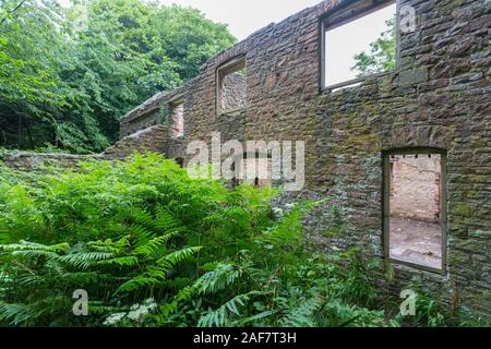 Eines der zerstörten Häuser, jetzt dachlosen und langsam von der Natur in das verlassene Dorf Tyneham, Dorset, England, VEREINIGTEN KÖNIGREICH zurückgefordert Stockfoto