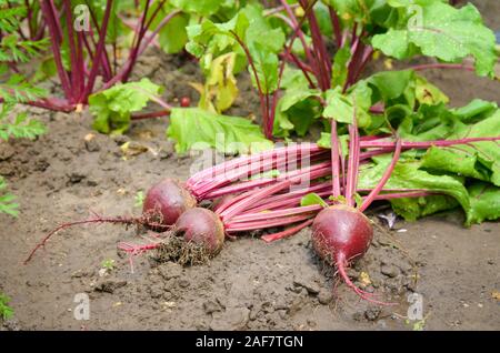 Nur Rote Rüben auf dem Gartenboden Detailansicht abgeholt Stockfoto