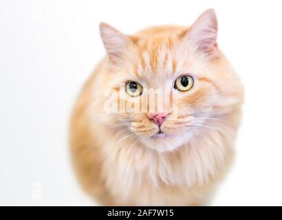 Eine flauschige orange Tabby inländischen Langhaarkatze mit Sommersprossen auf der Nase Stockfoto