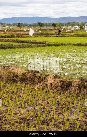Tansania. Mto Wa Mbu. Neu gepflanzten Setzlinge im Reisfeld. Stockfoto