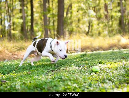 Eine weiße Grube Stier Terrier Mischling Hund mit braunen Flecken auf der Jagd nach einem Ball im Freien Stockfoto