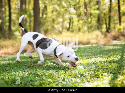 Eine weiße Grube Stier Terrier Mischling Hund mit braunen Flecken auf der Jagd nach einem Ball im Freien Stockfoto