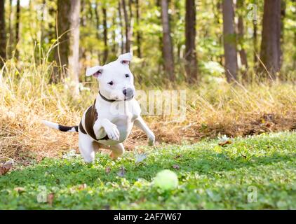 Eine weiße Grube Stier Terrier Mischling Hund mit braunen Flecken auf der Jagd nach einem Ball im Freien Stockfoto