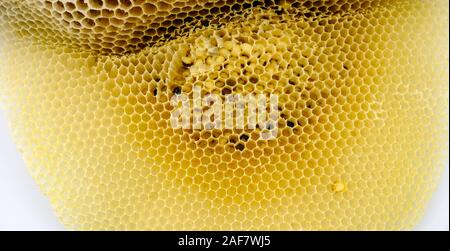 Close up Zelle Waben und Bienen auf Wabe Stockfoto