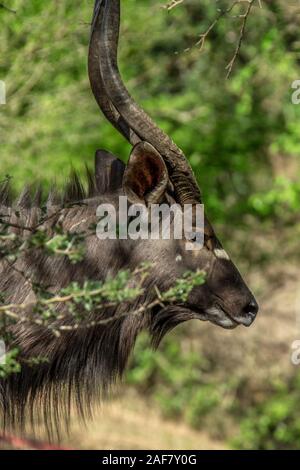 Seite Kopf geschossen der männlichen Nyala Stockfoto