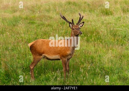 Red Deer jugendliche Hirsch lateinischer Name Cervus elaphus mit neuen velvet Geweihe auf der Isle of Mull in Schottland Stockfoto