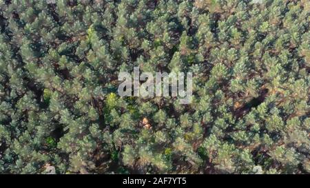Aquarell Abbildung: Luftbild während eines Fluges mit der Drohne über einen dichten Wald von vielen Kiefern und ein paar Tannen. Stockfoto