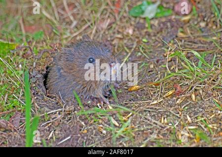 Wasser Vole Arvicola Amphibus Kopf aus dem Nest Loch Surrey Captive Stockfoto