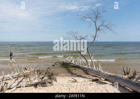 Wilden, einsamen Strand mit umgestürzten Bäumen. Kap Kolka, Lettland Stockfoto