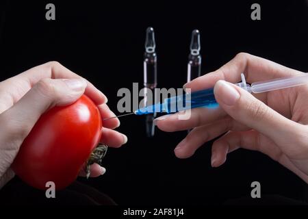 Wissenschaftler Testen von GVO-Pflanzen im Labor auf Tomaten - Biotechnologie und GVO-Konzept. Gvo gentechnisch veraenderte Lebensmittel. Hände halten eine Tomate und eine Spritze Stockfoto