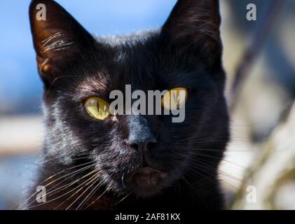 Schöne schwarze Katze direkt in die Kamera schaut; natürliche, sonnigen Tageslicht Foto. Stockfoto