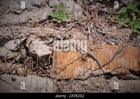 Italan wand Eidechse (Podarcis siculus). Stockfoto