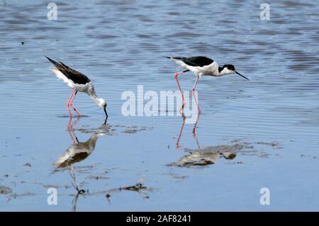 Paar oder Paar Black-Winged Stelzen, Himantopus himantopus, reflektiert in Etang de Vaccarès See Camargue Provence Frankreich Stockfoto