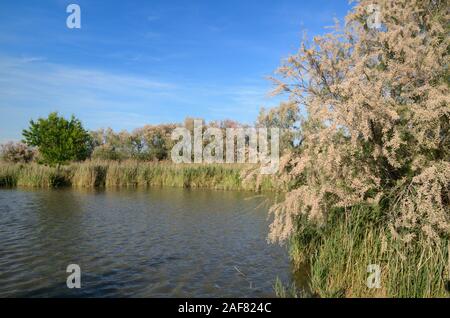 Vaccarès See, Feuchtgebiete, Marsh & Reedbeds Umgeben von blühenden Bäumen, Tamariske Tamarix gallica, in der Camargue Feuchtgebiete Naturschutzgebiet Provence Frankreich Stockfoto