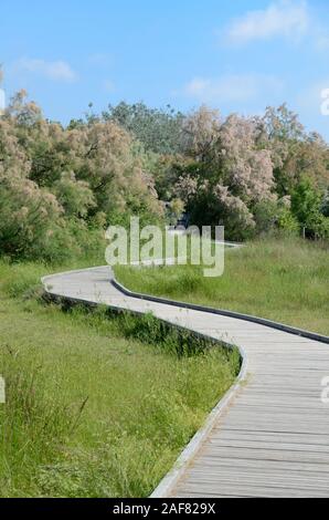 Im zickzack Boardwalk oder angehobene Wanderweg überqueren Marschland in der Camargue Feuchtgebiete Nature Reserve & Blüte Tamariske Bäume Provence Frankreich Stockfoto