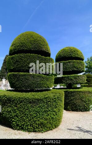 Formgehölze Hecken oder abgeschnitten Eibe, Taxus whipplei in geometrischen Formen in Friedhof in Eyguières im Regionalen Naturpark Alpilles Provence Frankreich Stockfoto