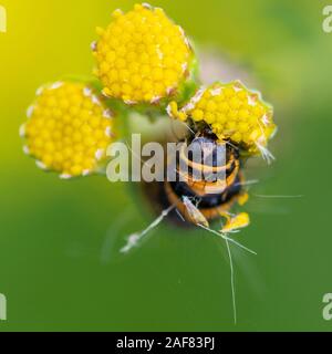 Zinnober-Motte-Raupe (Tyria jacobaeae), die sich von Ragwort (Jacobaea vulgaris)-Blumenköpfen ernährt Stockfoto