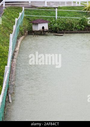 Weiße Holzhaus für die Swan verwendet, um auf das Nest in der Nähe von dem kleinen Teich in der lokalen Farm. Stockfoto