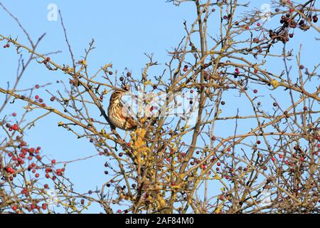 Redwing, Turdus iliacus, UK Naturschutz rote Liste Vogel, in einem Hawthorn tree Fütterung auf Haws im Winter, England, UK. Stockfoto