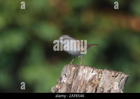 Die dunnock ist ein Schmetterling (Tagfalter) aus, oder sitzenden Vogels, der gesamten gemässigten Europa und in Asien gefunden. Stockfoto