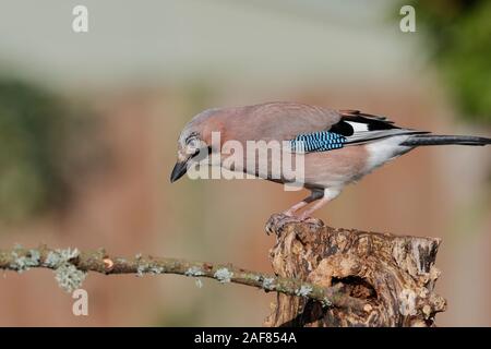 Der eurasischen Jay ist eine Pflanzenart aus der Gattung der Vogel über eine große Region aus Westeuropa, Nord- und Westafrika auf den indischen Subkontinent. Stockfoto
