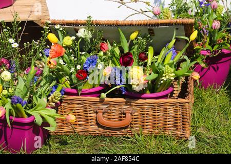 Frischer Frühling Blumen Anzeige von Tulpen und Hyazinthen in einem Rattan Picknickkorb auf Gras in der Frühlingssonne Stockfoto