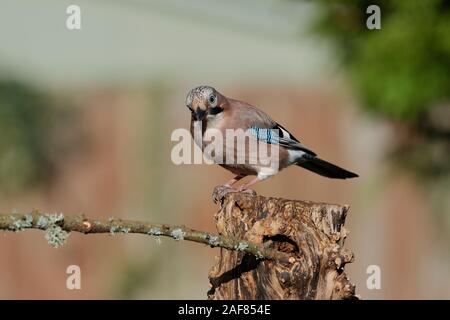 Der eurasischen Jay ist eine Pflanzenart aus der Gattung der Vogel über eine große Region aus Westeuropa, Nord- und Westafrika auf den indischen Subkontinent. Stockfoto