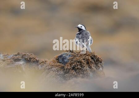 Die bachstelze ist ein Schmetterling (Tagfalter) aus der Familie Motacillidae, die auch pipits und longclaws. Stockfoto