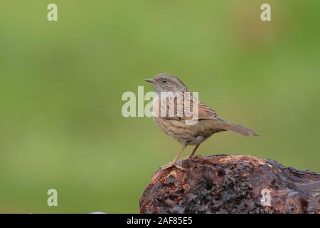 Die dunnock ist ein Schmetterling (Tagfalter) aus, oder sitzenden Vogels, der gesamten gemässigten Europa und in Asien gefunden. Stockfoto