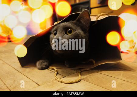Schöne Russisch Blau Katze ihren Kopf aus einer Papiertüte auf einer hölzernen Boden gelegt und von funkelnden Lichtern umgeben. Stockfoto