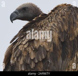 Nahaufnahme Porträt einer Weiß-backed Vulture (Tylose in AFRICANUS). Tarangire Nationalpark, Tansania. Stockfoto