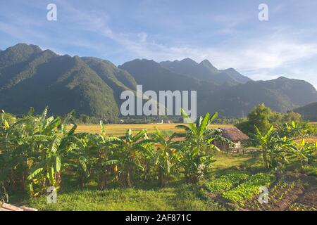 Grüne, braune, gelbe und goldene Reisfelder von Mai Chau, Nordwest von Vietnam Stockfoto